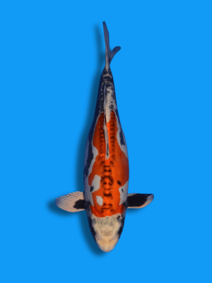 Beni Kikokuryu | Koi&Co.